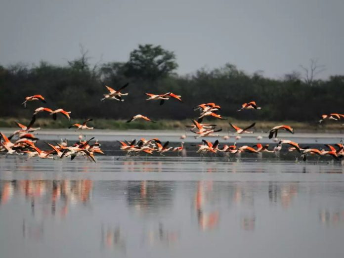 visitaparaguay___laguna_chaco_lodge_2_762781 (1)